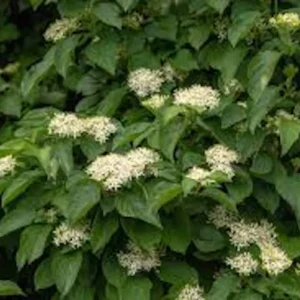 Silky Dogwood Tree - Bare Root Plant - 12-24in Tall - Outdoor Shrub - Image 2