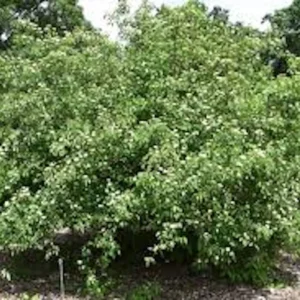 Silky Dogwood Tree - Bare Root Plant - 12-24in Tall - Outdoor Shrub - Image 1