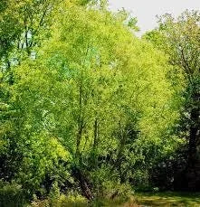 Silky Willow Bare Root Plant - Salix sericea - 2 Pack Outdoor Shrub - Image 2