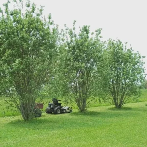 Silky Willow Bare Root Plant - Salix sericea - 2 Pack Outdoor Shrub - Image 1