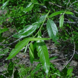 Silky Willow Bare Root Plant - Salix sericea - 2 Pack Outdoor Shrub - Image 4