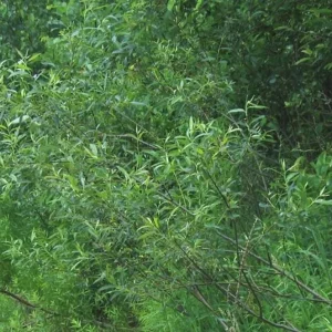 Silky Willow Bare Root Plant - Salix sericea - 2 Pack Outdoor Shrub - Image 5