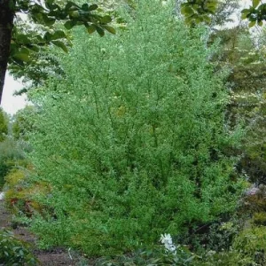 Silky Willow Bare Root Plant - Salix sericea - 2 Pack Outdoor Shrub - Image 6