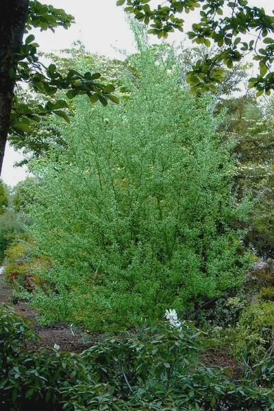 Silky Willow Bare Root Plant - Salix sericea - 2 Pack Outdoor Shrub - Image 6
