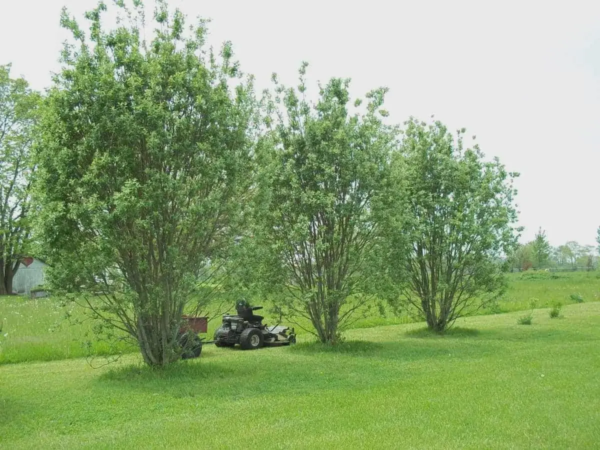Silky Willow Bare Root Plant - Salix sericea - 2 Pack Outdoor Shrub - Image 1