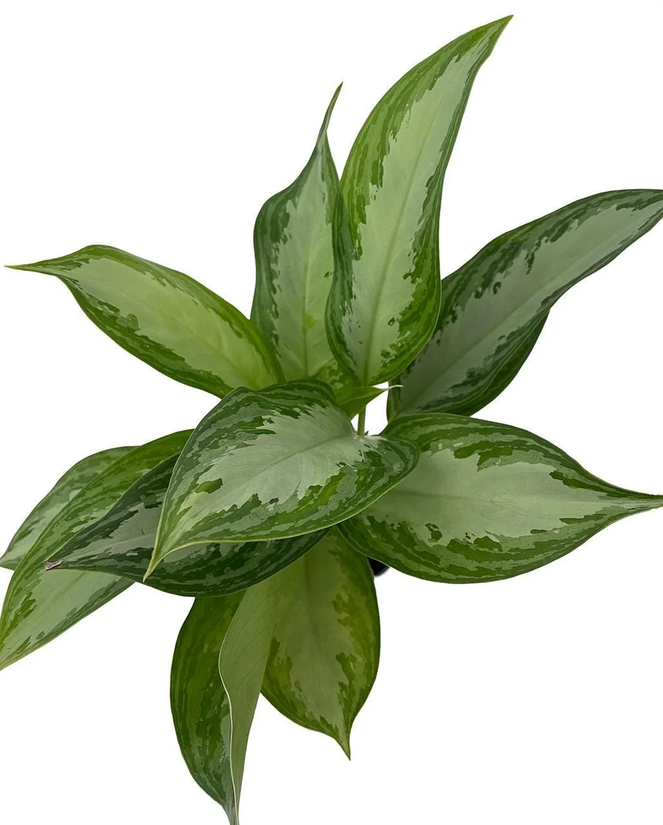 Silver Bay Chinese Evergreen Live Plant – Aglaonema – Low Light Indoor Plant – 4 inch Pot - Image 2