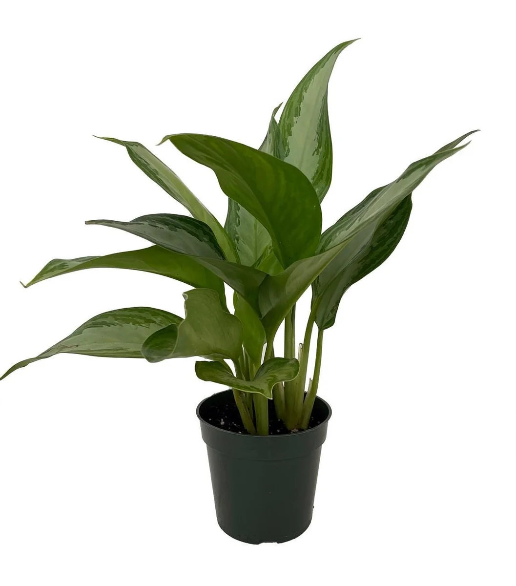 Silver Bay Chinese Evergreen Live Plant – Aglaonema – Low Light Indoor Plant – 4 inch Pot - Image 1
