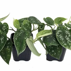 Silver Cloud Scindapsus Pictus Live Plant - Easy Care Indoor Vine, 2 Plants, 3 inch Pot - Image 1