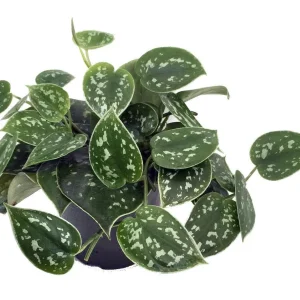 Silver Cloud Scindapsus Pictus Live Plant - Easy Care Indoor Vine, 2 Plants, 3 inch Pot - Image 6