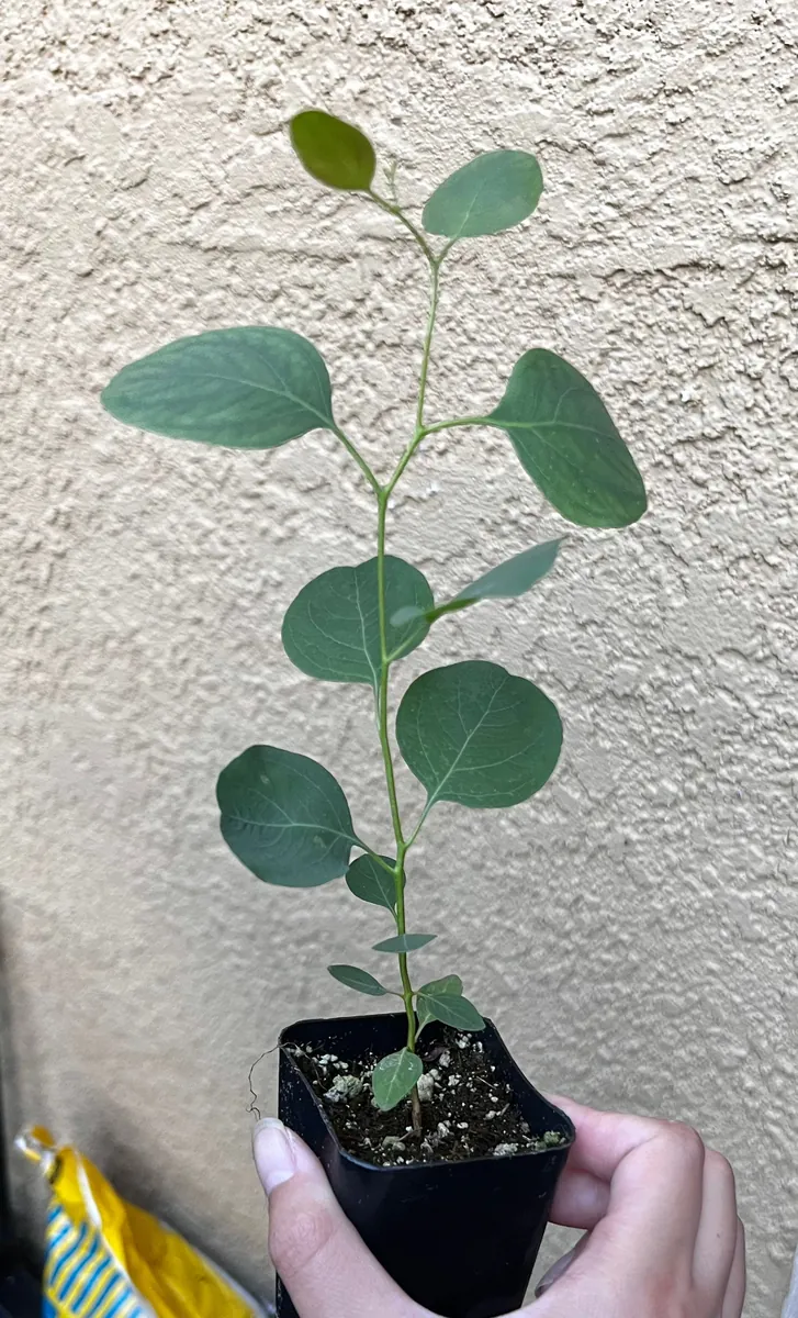 Silver Dollar Eucalyptus Live Plant - Evergreen Tree, Aromatic Foliage, 2.5-4 inch Pot - Image 2