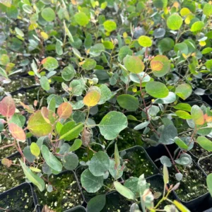 Silver Dollar Eucalyptus Live Plant - Evergreen Tree, Aromatic Foliage, 2.5-4 inch Pot - Image 3