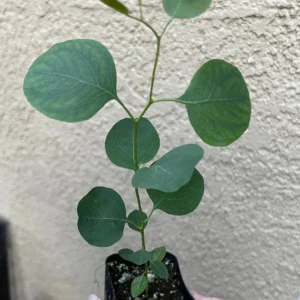 Silver Dollar Eucalyptus Live Plant - Evergreen Tree, Aromatic Foliage, 2.5-4 inch Pot - Image 1