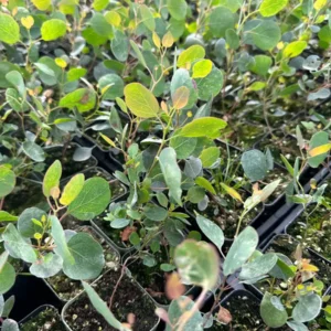 Silver Dollar Eucalyptus Live Plant - Evergreen Tree, Aromatic Foliage, 2.5-4 inch Pot - Image 4