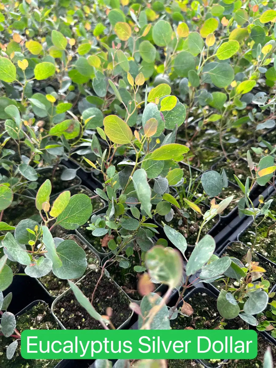 Silver Dollar Eucalyptus Live Plant - Evergreen Tree, Aromatic Foliage, 2.5-4 inch Pot - Image 4