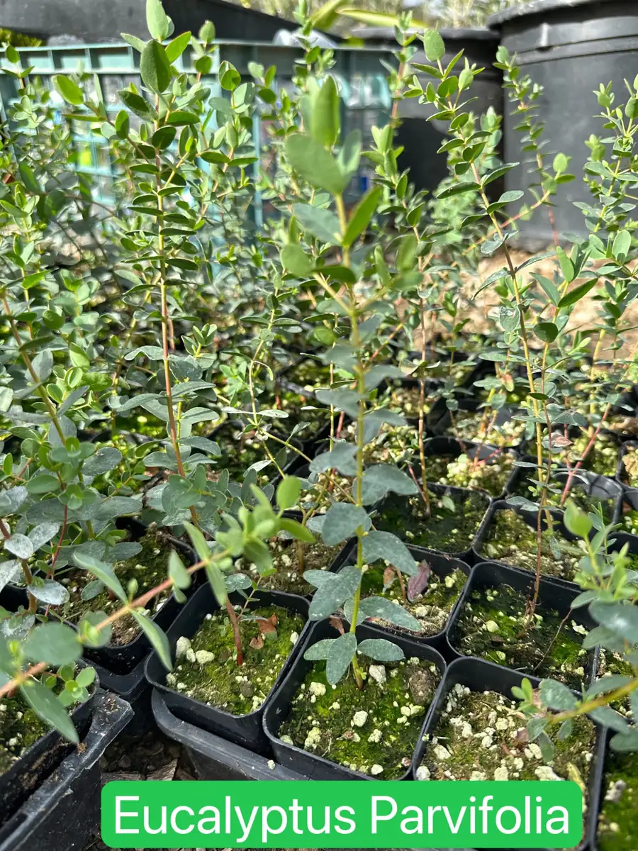 Silver Dollar Eucalyptus Live Plant - Evergreen Tree, Aromatic Foliage, 2.5-4 inch Pot - Image 6