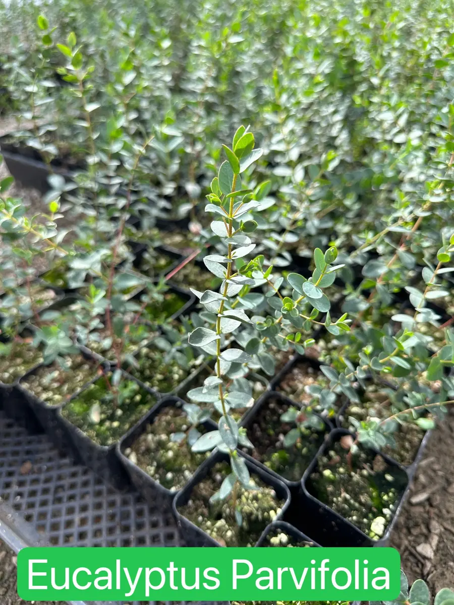 Silver Dollar Eucalyptus Live Plant - Evergreen Tree, Aromatic Foliage, 2.5-4 inch Pot - Image 7