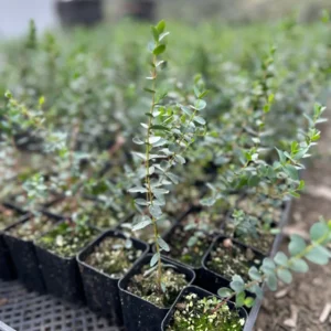 Silver Dollar Eucalyptus Live Plant - Evergreen Tree, Aromatic Foliage, 2.5-4 inch Pot - Image 8