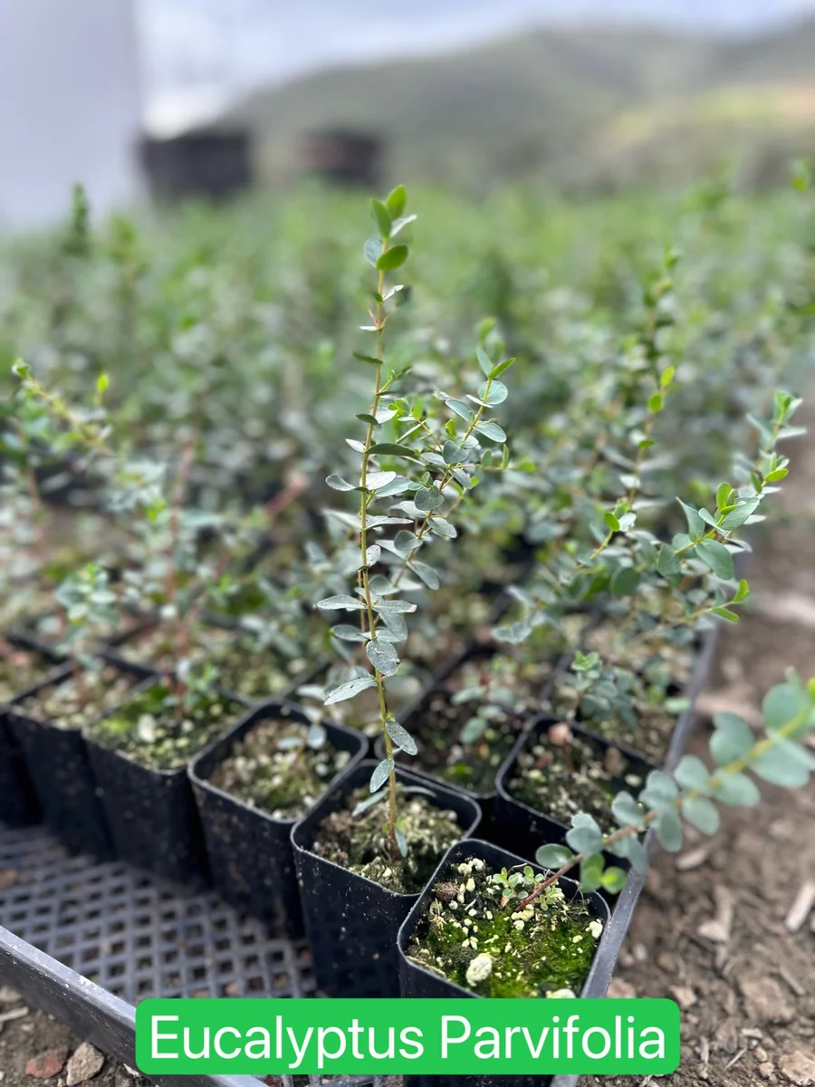 Silver Dollar Eucalyptus Live Plant - Evergreen Tree, Aromatic Foliage, 2.5-4 inch Pot - Image 8