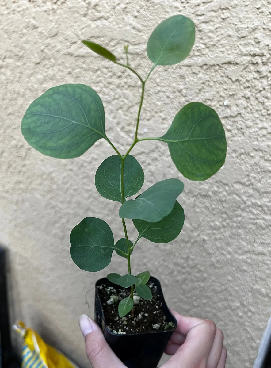 Silver Dollar Eucalyptus Live Plant - Evergreen Tree, Aromatic Foliage, 2.5-4 inch Pot - Image 1