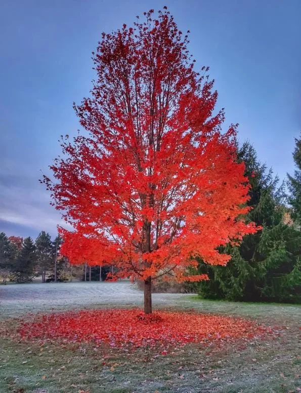 Silver Maple Live Plant – 12-18" Tall – Quart Pot – Fast Growing Shade Tree Outdoor - Image 1