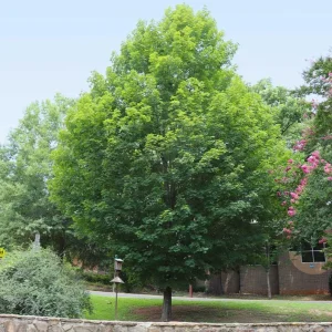 Silver Maple Live Plant – 12-18