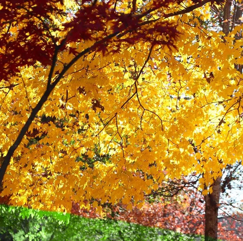 Silver Maple Live Plant – 12-18" Tall – Quart Pot – Fast Growing Shade Tree Outdoor - Image 5