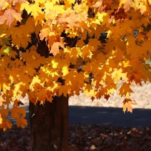 Silver Maple Live Plant – 12-18