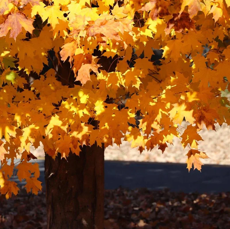 Silver Maple Live Plant – 12-18" Tall – Quart Pot – Fast Growing Shade Tree Outdoor - Image 9