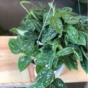 Silver Pothos Cuttings - Rare Silver Satin Scindapsus Pictus Cuttings - Easy Care Indoor Houseplant - Image 3