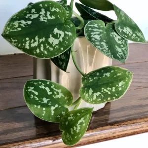 Silver Pothos Cuttings - Rare Silver Satin Scindapsus Pictus Cuttings - Easy Care Indoor Houseplant - Image 4
