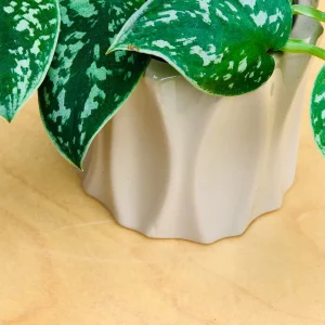 Silver Pothos Cuttings - Rare Silver Satin Scindapsus Pictus Cuttings - Easy Care Indoor Houseplant - Image 8