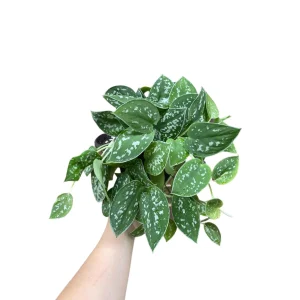 Silver Pothos Live Plant 6 inch Pot - Scindapsus Pictus Argyraeus Indoor Trailing Vine - Image 1