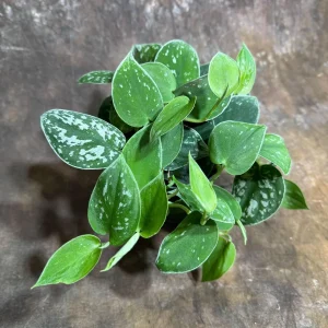 Silver Pothos Live Plant – Scindapsus Pictus Argyraeus – 4 inch Potted Houseplant - Image 1