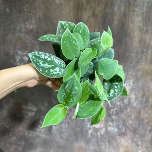 Silver Pothos Live Plant – Scindapsus Pictus Argyraeus – 4 inch Potted Houseplant - Image 5