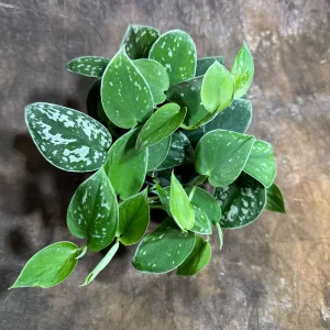 Silver Pothos Live Plant – Scindapsus Pictus Argyraeus – 4 inch Potted Houseplant - Image 6