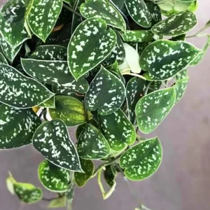 Silver Pothos Live Plant – Scindapsus Pictus – Easy Care Indoor Houseplant – 2 inch or 4 inch Nursery Pot - Image 4