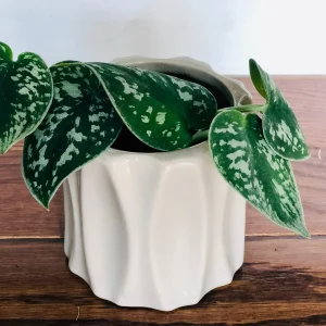 Silver Pothos Live Plant – Scindapsus Pictus – Easy Care Indoor Houseplant – 2 inch or 4 inch Nursery Pot - Image 6