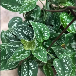 Silver Pothos Live Plant – Scindapsus Pictus – Easy Care Indoor Houseplant – 2 inch or 4 inch Nursery Pot - Image 8
