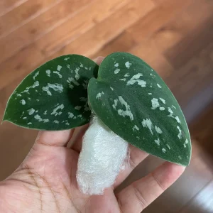 Silver Pothos Live Plant – Scindapsus Pictus – Easy Care Indoor Houseplant – 2 inch or 4 inch Nursery Pot - Image 9