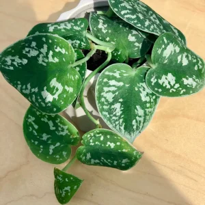 Silver Pothos Live Plant - Silver Satin Scindapsus Pictus - Easy Care Indoor Houseplant - Image 5