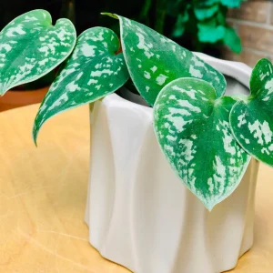 Silver Pothos Live Plant - Silver Satin Scindapsus Pictus - Easy Care Indoor Houseplant - Image 6