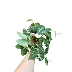 Silver Satin Pothos Live Plant - Scindapsus Pictus Argyraeus - Easy Care Indoor Houseplant - Image 2