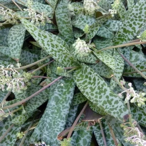 Silver Squill Live Plant - Ledebouria socialis - 2.5