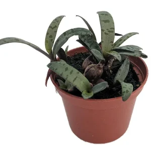 Silver Squill Live Plant - Ledebouria socialis - 2.5" Pot - Easy Houseplant - Image 1