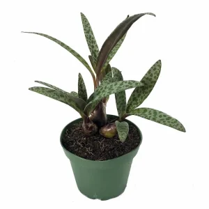 Silver Squill Live Plant - Ledebouria socialis - 2.5