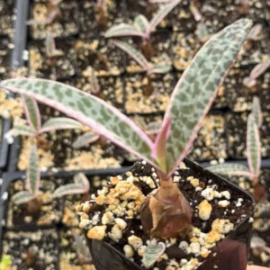 Silver Squill Live Plant - Ledebouria Socialis Houseplant - 2.5 inch Pot - Indoor/Outdoor - Image 3