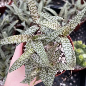 Silver Squill Live Plant - Ledebouria Socialis Houseplant - 2.5 inch Pot - Indoor/Outdoor - Image 4