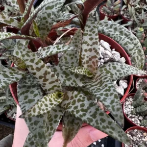 Silver Squill Live Plant - Ledebouria Socialis Houseplant - 2.5 inch Pot - Indoor/Outdoor - Image 5