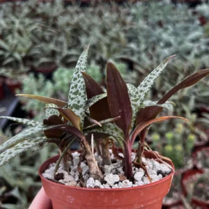 Silver Squill Live Plant - Ledebouria Socialis Houseplant - 2.5 inch Pot - Indoor/Outdoor - Image 6