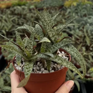 Silver Squill Live Plant - Ledebouria Socialis Houseplant - 2.5 inch Pot - Indoor/Outdoor - Image 7